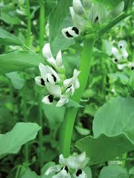 Attēlu rezultāti vaicājumam “Vicia faba flower”
