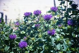 Image result for Monarda didyma