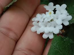 Attēlu rezultāti vaicājumam “Adoxaceae”