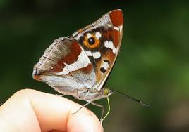Attēlu rezultāti vaicājumam “Apatura iris male”