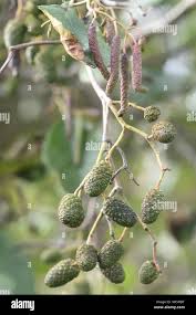 Attēlu rezultāti vaicājumam “Alnus glutinosa female flower”