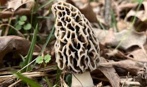Attēlu rezultāti vaicājumam “Morchella sp.”