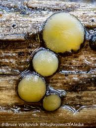 Attēlu rezultāti vaicājumam “Vibrissea decolorans”