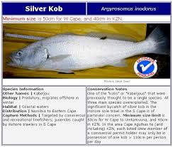 Image result for Argyrosomus inodorus