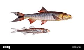 Image result for Elops saurus