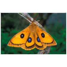 Attēlu rezultāti vaicājumam “Aglia tau”