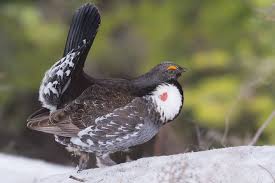 Attēlu rezultāti vaicājumam “Adoxus obscurus”