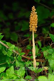 Attēlu rezultāti vaicājumam “Neottia nidus-avis flower”