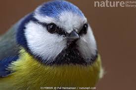 Image result for Cyanistes caeruleus