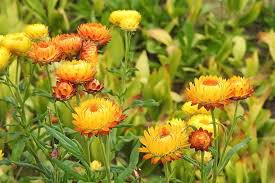 Image result for Helichrysum bracteatum