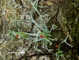 Attēlu rezultāti vaicājumam “Ramalina calicaris”