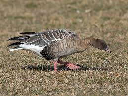 Attēlu rezultāti vaicājumam “Anser brachyrhynchus adult”