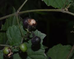 Attēlu rezultāti vaicājumam “Vitaceae”