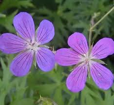 Attēlu rezultāti vaicājumam “Geranium pratense leaf”