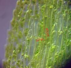 Attēlu rezultāti vaicājumam “Dicranella staphylina cells”