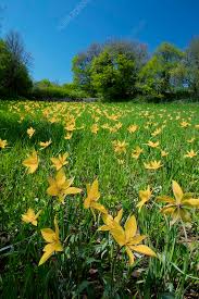 Attēlu rezultāti vaicājumam “Tulipa sylvestris”