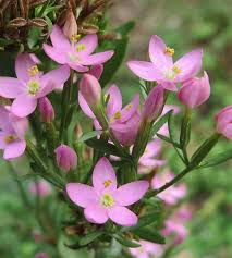 Image result for Centaurium erythraea