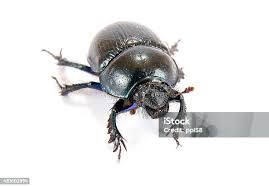 Attēlu rezultāti vaicājumam “Geotrupes stercorarius”