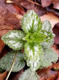 Attēlu rezultāti vaicājumam “Lamiastrum galeobdolon leaf”