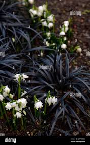 Attēlu rezultāti vaicājumam “Leucojum vernum var. carpathicum”