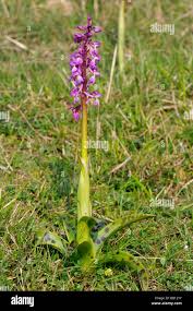 Attēlu rezultāti vaicājumam “Orchis mascula leaf”