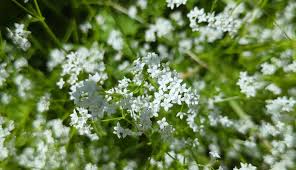 Attēlu rezultāti vaicājumam “Galium palustre”