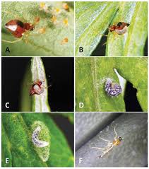 Attēlu rezultāti vaicājumam “Phylloneta sp.”