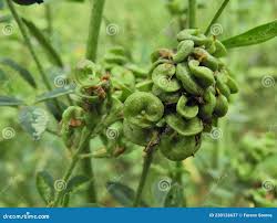 Attēlu rezultāti vaicājumam “Medicago sativa subsp. falcata fruit”