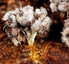 Attēlu rezultāti vaicājumam “Badhamia utricularis macro”