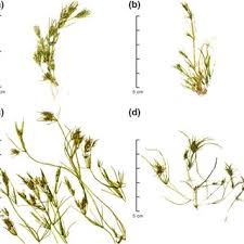 Attēlu rezultāti vaicājumam “Chara globularis”