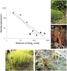 Attēlu rezultāti vaicājumam “Calliergon megalophyllum”