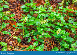 Attēlu rezultāti vaicājumam “Orthilia secunda fruit”