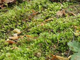 Attēlu rezultāti vaicājumam “Fissidens taxifolius sporophyte”