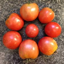 Afbeeldingsresultaat voor prudence purple tomato