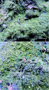 Attēlu rezultāti vaicājumam “Cephalozia bicuspidata sporophyte”