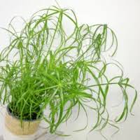 Attēlu rezultāti vaicājumam “Carex pseudocyperus fruit”