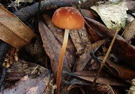 Attēlu rezultāti vaicājumam “Marasmius sp.”