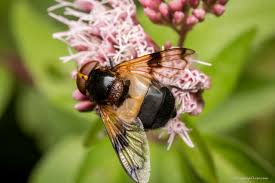 Attēlu rezultāti vaicājumam “Syrphidae”