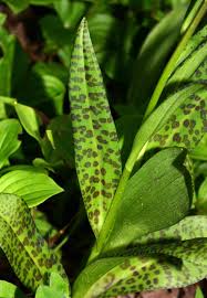 Attēlu rezultāti vaicājumam “Dactylorhiza cruenta leaf”