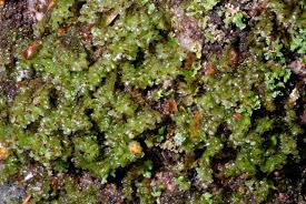 Attēlu rezultāti vaicājumam “Scapania nemorea”