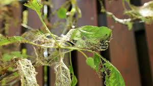 Attēlu rezultāti vaicājumam “Yponomeuta malinellus / cagnagella larva”