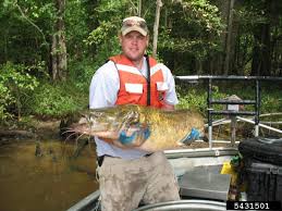 Image result for Pylodictis olivaris