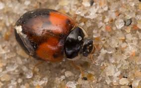 Attēlu rezultāti vaicājumam “Adalia decempunctata”