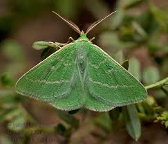 Attēlu rezultāti vaicājumam “Thetidia smaragdaria”