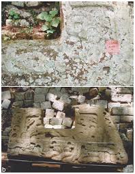 Attēlu rezultāti vaicājumam “Gloeocapsa rupestris”