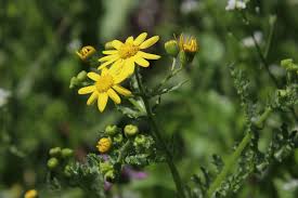 Attēlu rezultāti vaicājumam “Senecio vernalis flower”