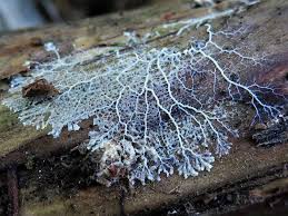 Attēlu rezultāti vaicājumam “Lignydium muscorum plasmodium”