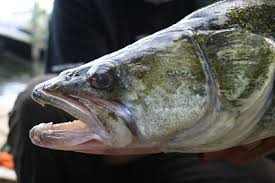 Image result for Weybridge Angling