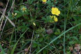 Attēlu rezultāti vaicājumam “Potentilla reptans flower”