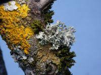 Attēlu rezultāti vaicājumam “Evernia prunastri”